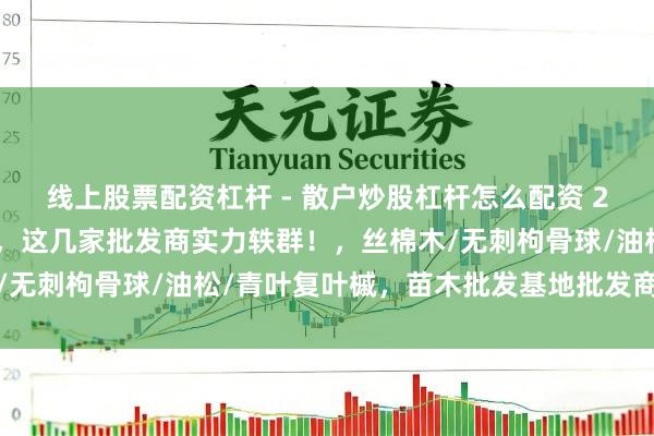 线上股票配资杠杆 - 散户炒股杠杆怎么配资 2025苗木批发基地精选，这几家批发商实力轶群！，丝棉木/无刺枸骨球/油松/青叶复叶槭，苗木批发基地批发商推选分析